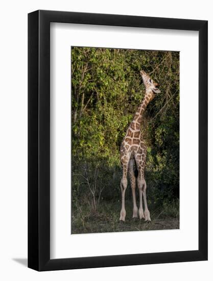 Kenya, Nairobi, Langata, Hog Ranch-Alison Jones-Framed Photographic Print