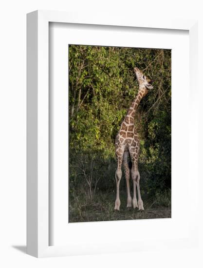 Kenya, Nairobi, Langata, Hog Ranch-Alison Jones-Framed Photographic Print