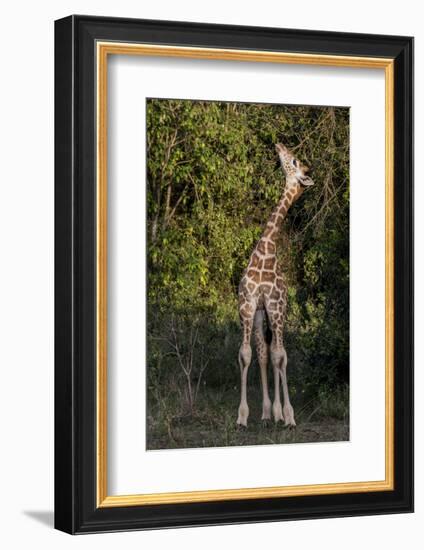 Kenya, Nairobi, Langata, Hog Ranch-Alison Jones-Framed Photographic Print