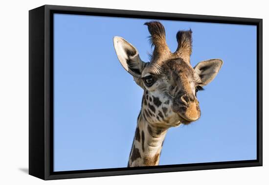 Kenya, Narok County, Masai Mara. a Young Maasai Giraffe.-Nigel Pavitt-Framed Premier Image Canvas