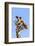 Kenya, Narok County, Masai Mara. a Young Maasai Giraffe.-Nigel Pavitt-Framed Photographic Print