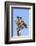 Kenya, Narok County, Masai Mara. a Young Maasai Giraffe.-Nigel Pavitt-Framed Photographic Print