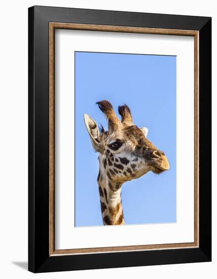 Kenya, Narok County, Masai Mara. a Young Maasai Giraffe.-Nigel Pavitt-Framed Photographic Print