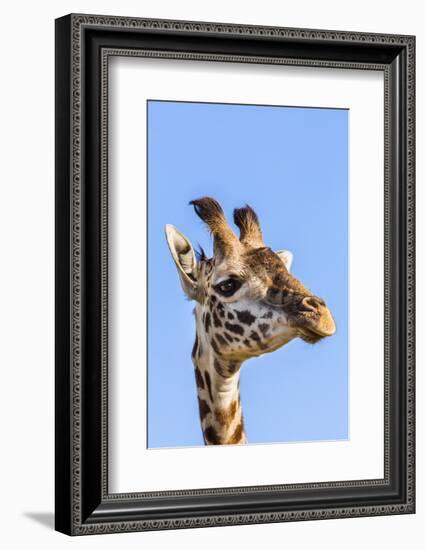 Kenya, Narok County, Masai Mara. a Young Maasai Giraffe.-Nigel Pavitt-Framed Photographic Print