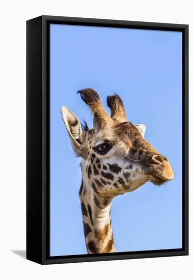 Kenya, Narok County, Masai Mara. a Young Maasai Giraffe.-Nigel Pavitt-Framed Premier Image Canvas