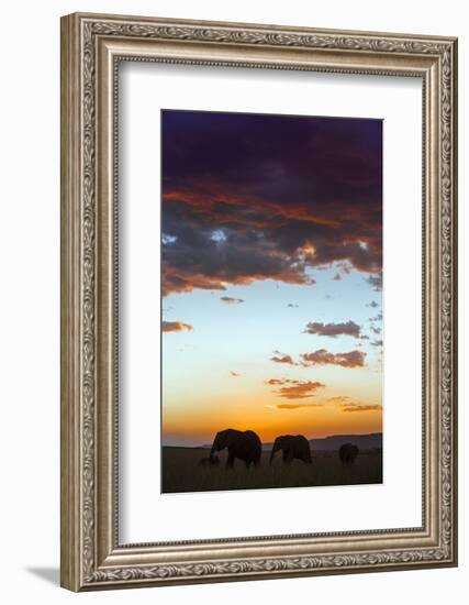 Kenya, Narok County, Masai Mara. Elephants Silhouetted Against a Beautiful Sky at Sunset.-Nigel Pavitt-Framed Photographic Print