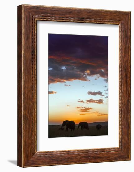 Kenya, Narok County, Masai Mara. Elephants Silhouetted Against a Beautiful Sky at Sunset.-Nigel Pavitt-Framed Photographic Print