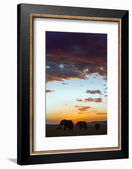 Kenya, Narok County, Masai Mara. Elephants Silhouetted Against a Beautiful Sky at Sunset.-Nigel Pavitt-Framed Photographic Print