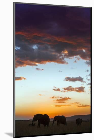 Kenya, Narok County, Masai Mara. Elephants Silhouetted Against a Beautiful Sky at Sunset.-Nigel Pavitt-Mounted Photographic Print
