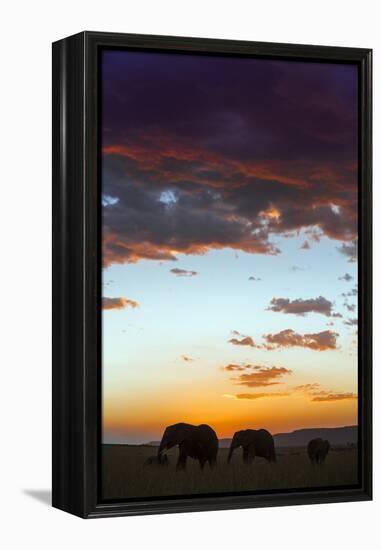 Kenya, Narok County, Masai Mara. Elephants Silhouetted Against a Beautiful Sky at Sunset.-Nigel Pavitt-Framed Premier Image Canvas