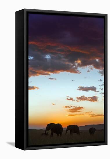 Kenya, Narok County, Masai Mara. Elephants Silhouetted Against a Beautiful Sky at Sunset.-Nigel Pavitt-Framed Premier Image Canvas