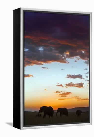 Kenya, Narok County, Masai Mara. Elephants Silhouetted Against a Beautiful Sky at Sunset.-Nigel Pavitt-Framed Premier Image Canvas