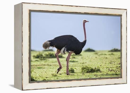 Kenya, Narok County, Masai Mara National Reserve. a Common Ostrich Strides across Open Plains.-Nigel Pavitt-Framed Premier Image Canvas