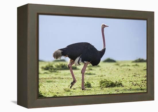 Kenya, Narok County, Masai Mara National Reserve. a Common Ostrich Strides across Open Plains.-Nigel Pavitt-Framed Premier Image Canvas