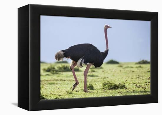 Kenya, Narok County, Masai Mara National Reserve. a Common Ostrich Strides across Open Plains.-Nigel Pavitt-Framed Premier Image Canvas