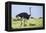 Kenya, Narok County, Masai Mara National Reserve. a Common Ostrich Strides across Open Plains.-Nigel Pavitt-Framed Premier Image Canvas