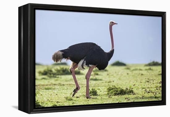 Kenya, Narok County, Masai Mara National Reserve. a Common Ostrich Strides across Open Plains.-Nigel Pavitt-Framed Premier Image Canvas