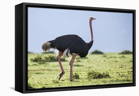 Kenya, Narok County, Masai Mara National Reserve. a Common Ostrich Strides across Open Plains.-Nigel Pavitt-Framed Premier Image Canvas