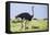 Kenya, Narok County, Masai Mara National Reserve. a Common Ostrich Strides across Open Plains.-Nigel Pavitt-Framed Premier Image Canvas