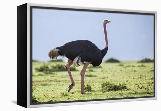 Kenya, Narok County, Masai Mara National Reserve. a Common Ostrich Strides across Open Plains.-Nigel Pavitt-Framed Premier Image Canvas