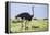 Kenya, Narok County, Masai Mara National Reserve. a Common Ostrich Strides across Open Plains.-Nigel Pavitt-Framed Premier Image Canvas