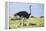 Kenya, Narok County, Masai Mara National Reserve. a Common Ostrich Strides across Open Plains.-Nigel Pavitt-Framed Premier Image Canvas