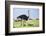 Kenya, Narok County, Masai Mara National Reserve. a Common Ostrich Strides across Open Plains.-Nigel Pavitt-Framed Photographic Print