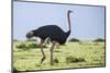 Kenya, Narok County, Masai Mara National Reserve. a Common Ostrich Strides across Open Plains.-Nigel Pavitt-Mounted Photographic Print