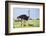 Kenya, Narok County, Masai Mara National Reserve. a Common Ostrich Strides across Open Plains.-Nigel Pavitt-Framed Photographic Print