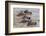 Kenya, Narok County, Masai Mara National Reserve. Zebras Swim across the Mara River.-Nigel Pavitt-Framed Photographic Print