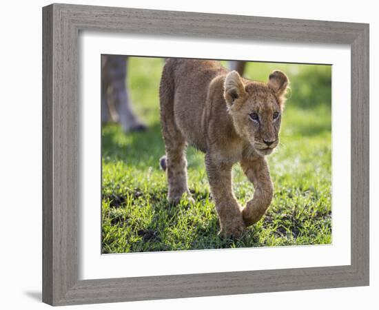 Kenya, Narok County-Nigel Pavitt-Framed Photographic Print