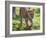 Kenya, Narok County-Nigel Pavitt-Framed Photographic Print