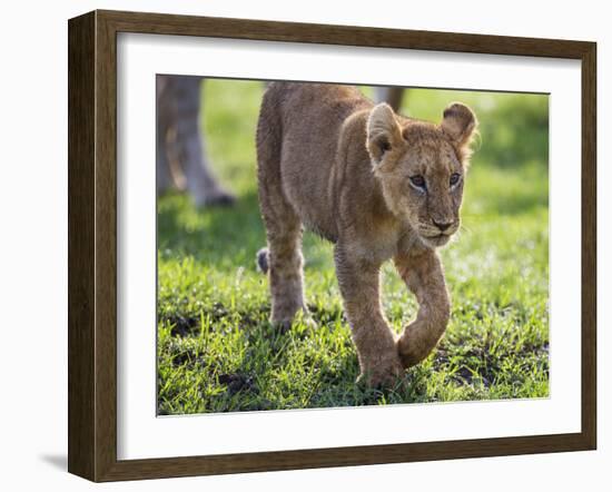 Kenya, Narok County-Nigel Pavitt-Framed Photographic Print