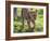 Kenya, Narok County-Nigel Pavitt-Framed Photographic Print