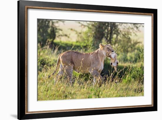 Kenya, Narok County-Nigel Pavitt-Framed Photographic Print