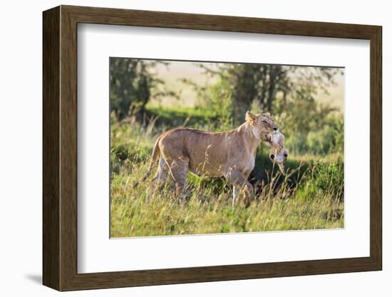 Kenya, Narok County-Nigel Pavitt-Framed Photographic Print