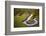 Kenya, Narok County-Nigel Pavitt-Framed Photographic Print