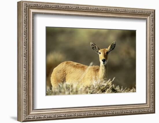 Kenya, Portrait of Reedbuck in Maasai Mara National Reserve-Adam Jones-Framed Photographic Print