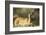 Kenya, Portrait of Reedbuck in Maasai Mara National Reserve-Adam Jones-Framed Photographic Print