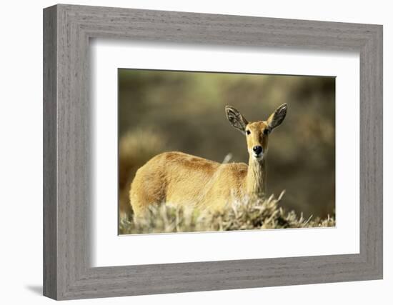 Kenya, Portrait of Reedbuck in Maasai Mara National Reserve-Adam Jones-Framed Photographic Print