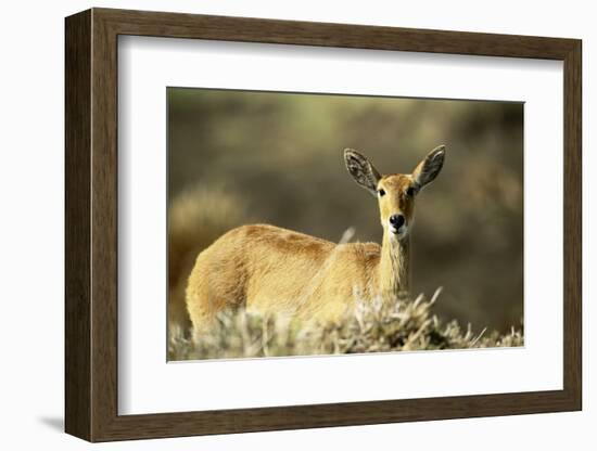 Kenya, Portrait of Reedbuck in Maasai Mara National Reserve-Adam Jones-Framed Photographic Print