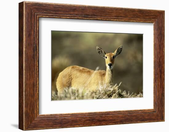 Kenya, Portrait of Reedbuck in Maasai Mara National Reserve-Adam Jones-Framed Photographic Print