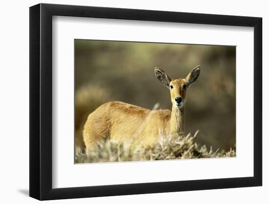 Kenya, Portrait of Reedbuck in Maasai Mara National Reserve-Adam Jones-Framed Photographic Print