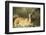 Kenya, Portrait of Reedbuck in Maasai Mara National Reserve-Adam Jones-Framed Photographic Print