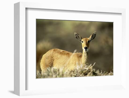 Kenya, Portrait of Reedbuck in Maasai Mara National Reserve-Adam Jones-Framed Photographic Print