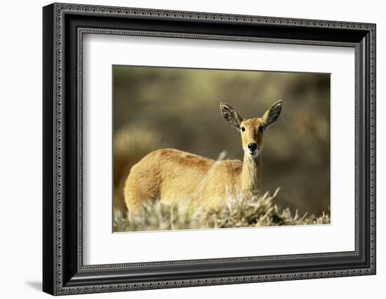 Kenya, Portrait of Reedbuck in Maasai Mara National Reserve-Adam Jones-Framed Photographic Print