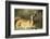 Kenya, Portrait of Reedbuck in Maasai Mara National Reserve-Adam Jones-Framed Photographic Print