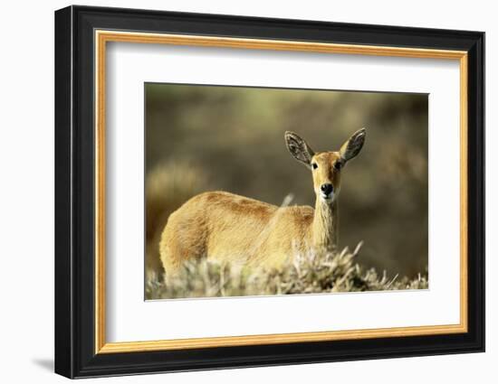 Kenya, Portrait of Reedbuck in Maasai Mara National Reserve-Adam Jones-Framed Photographic Print