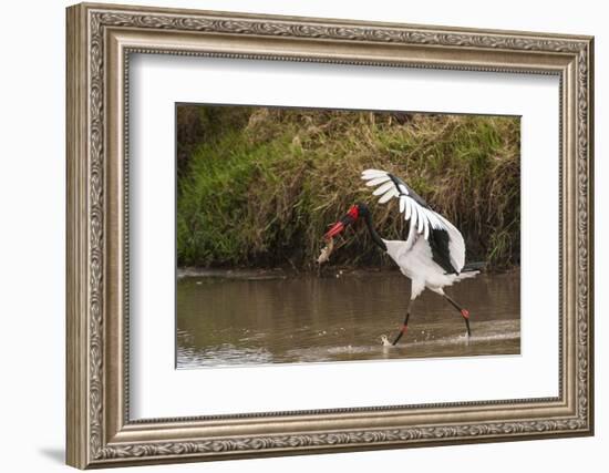 Kenya, saddle-billed stork, with fish-George Theodore-Framed Photographic Print