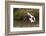 Kenya, saddle-billed stork, with fish-George Theodore-Framed Photographic Print